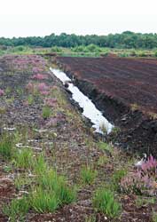 Peat extraction where Lindow Man found